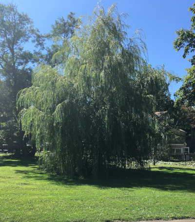 Willow Tree - In Memory | Memorial Trees | Winthrop, Massachusetts